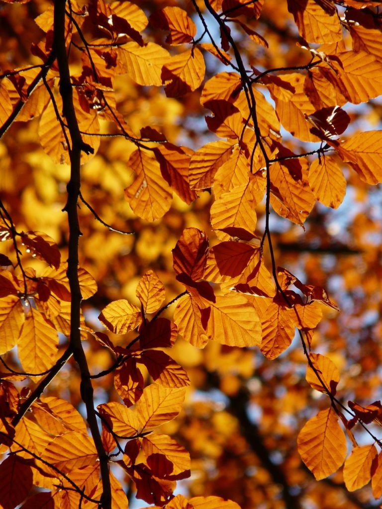 beech, leaves, branches