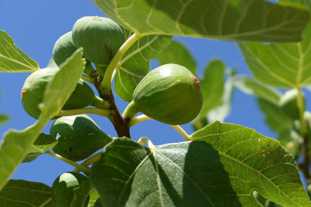 fig tree, fig, close up