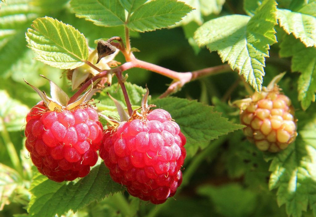 raspberries, raspberry bush, food