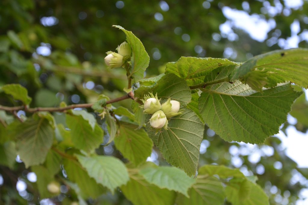 hazelnuts, hazel, sheets