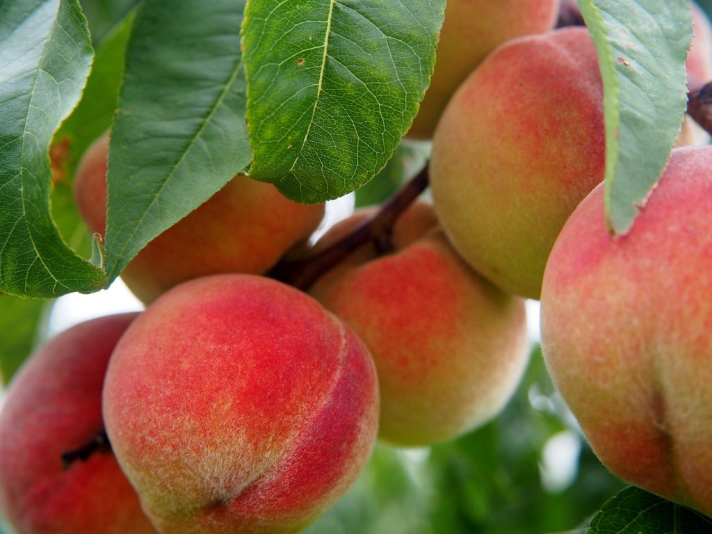 peach, fruit, peach tree