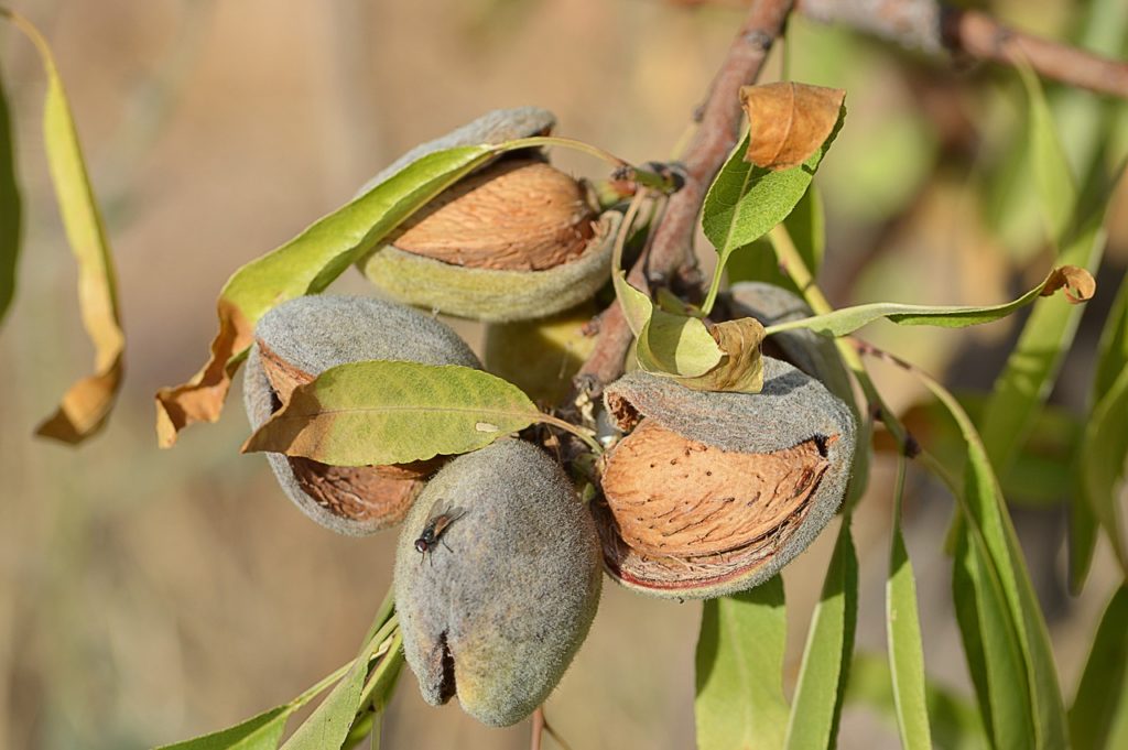 almonds, maturation, nuts