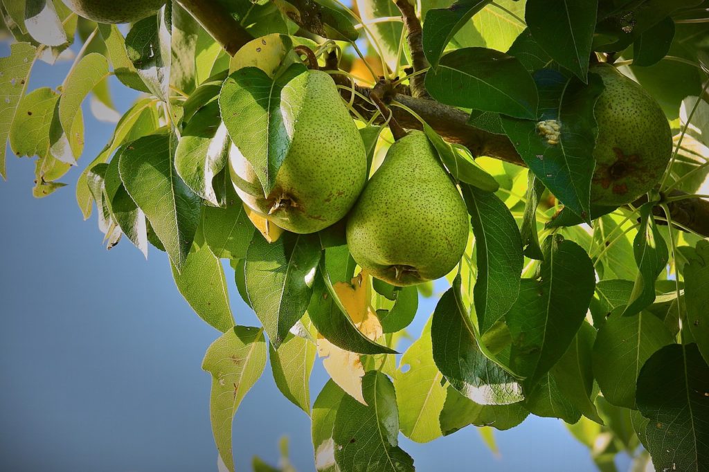 pears, pear tree, fruit