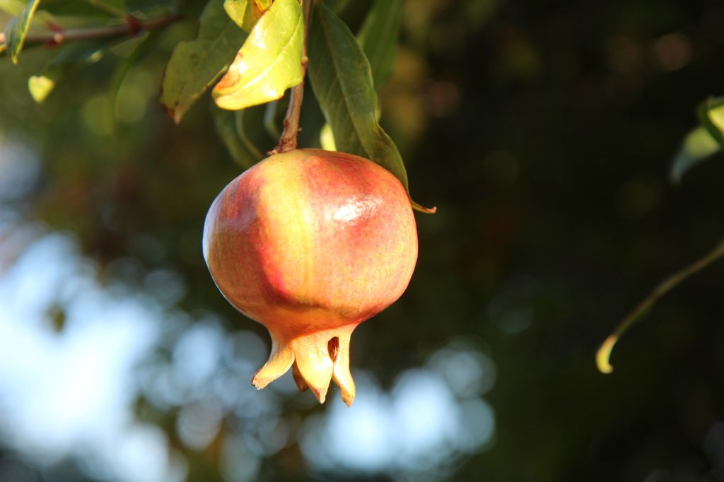 grenade, pomegranate fruit, grenadier