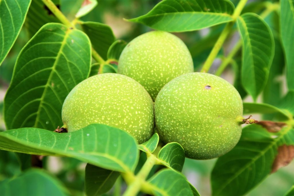 walnut, tree, nature