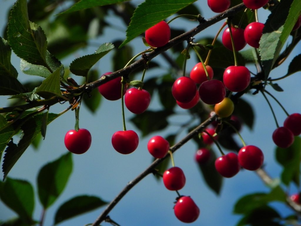 cherries, sour cherries, morello