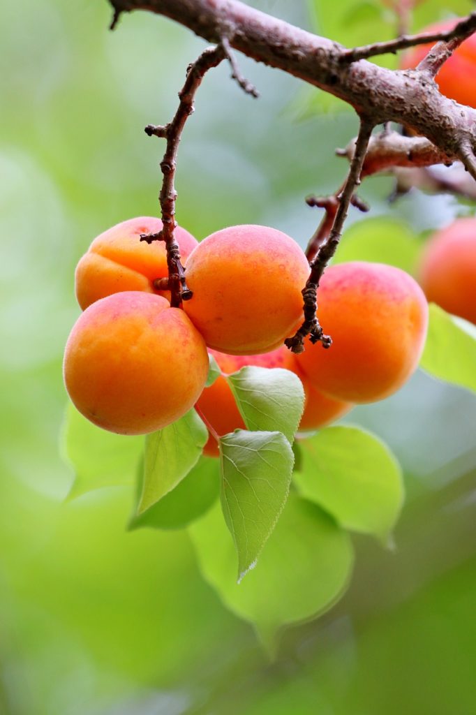 apricots, fruits, food