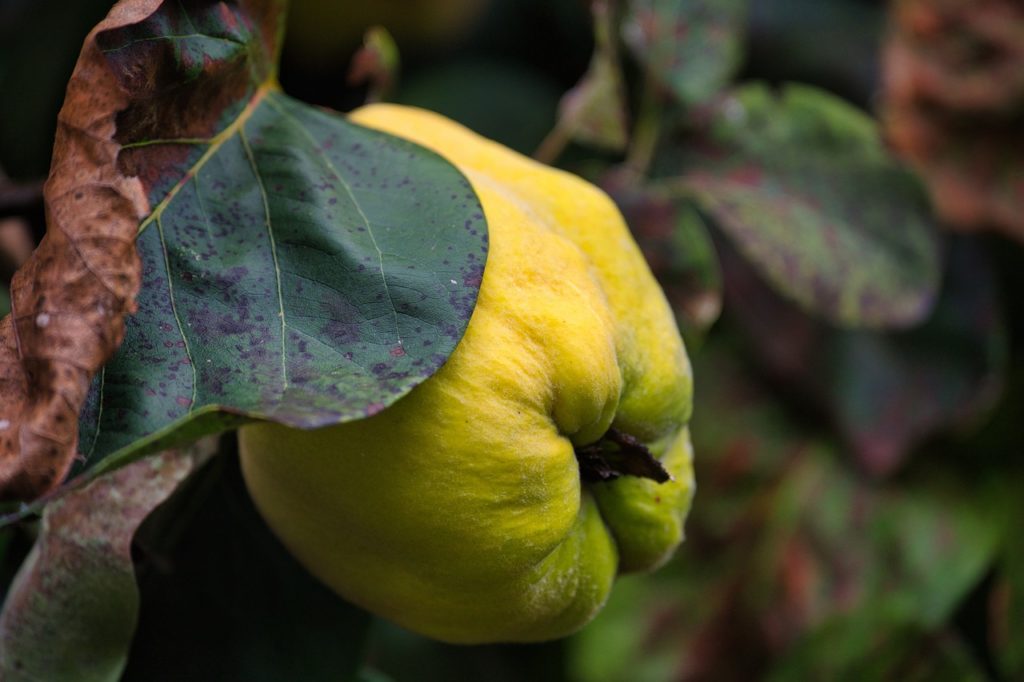 quince, fruit, quince tree