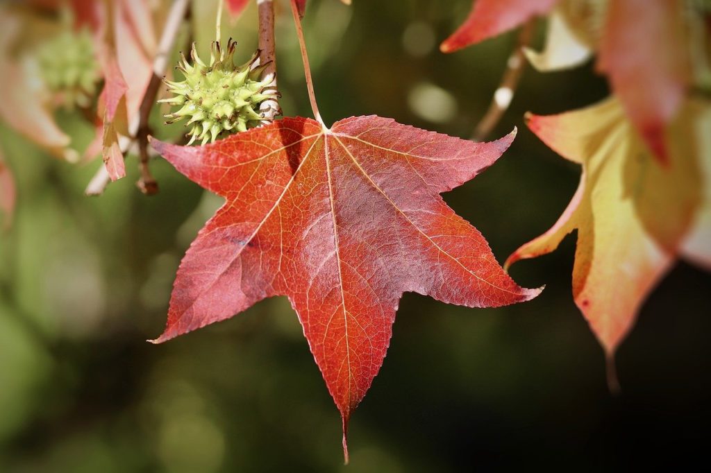 sweetgum, starfish tree, red leaf