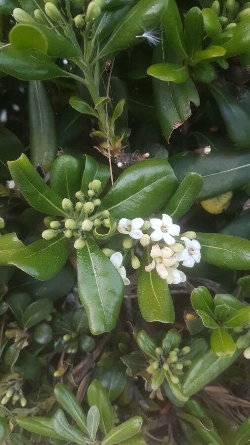 Pittosporum (heterophyllum, nana, tenifolium, tobira...)