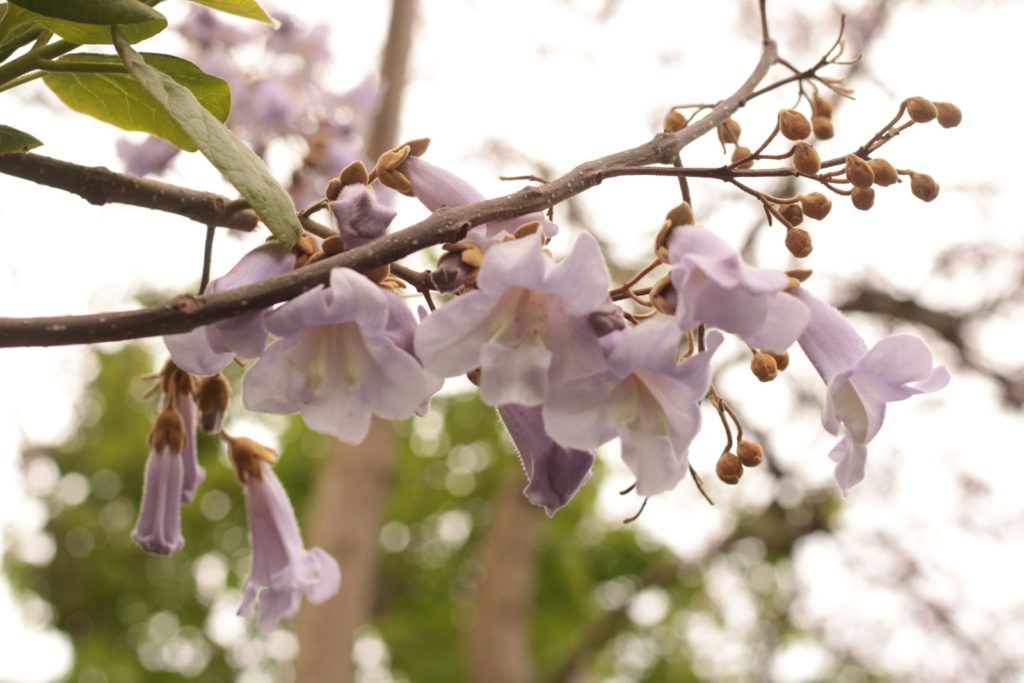 a branch of a tree with purple flowers